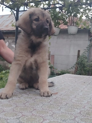 Puiuți Ciobanesc Carpatin și Ciobanesc corb  - imagine 3