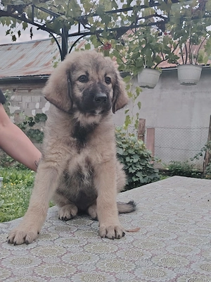 Cățeluși Corb și Carpatin 