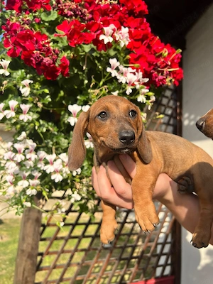 Fetițe Teckel (Dachshund)