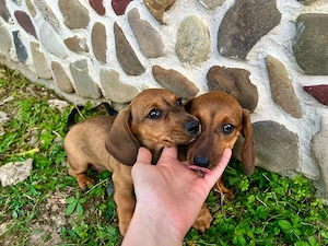 Fetițe Teckel (Dachshund) - imagine 3