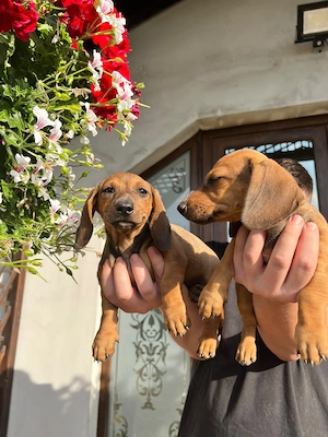 Fetițe Teckel (Dachshund) - imagine 2