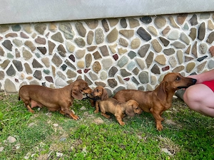 Fetițe Teckel (Dachshund) - imagine 4