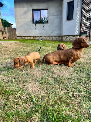 Fetițe Teckel (Dachshund) - imagine 5