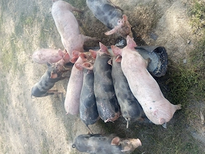Porci    Purcei pietran 
