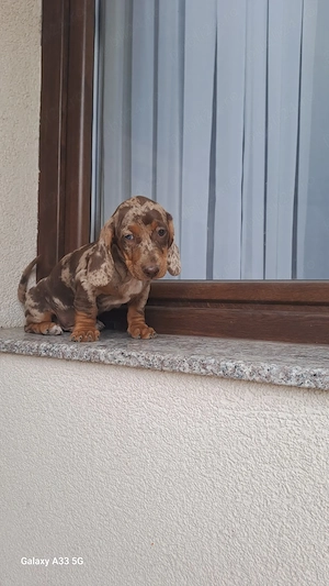 Mascul teckel ciocolatiu arlekin