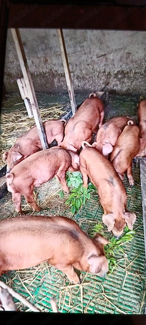 Purceii Duroc Pur - imagine 3