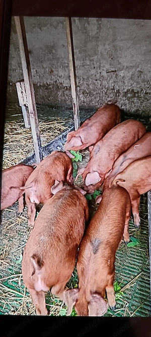Purceii Duroc Pur