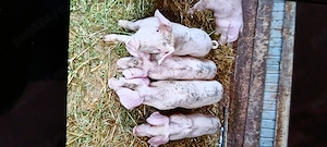 Disponibili purceii Landrace - imagine 3
