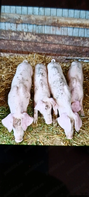 Disponibili purceii Landrace - imagine 2