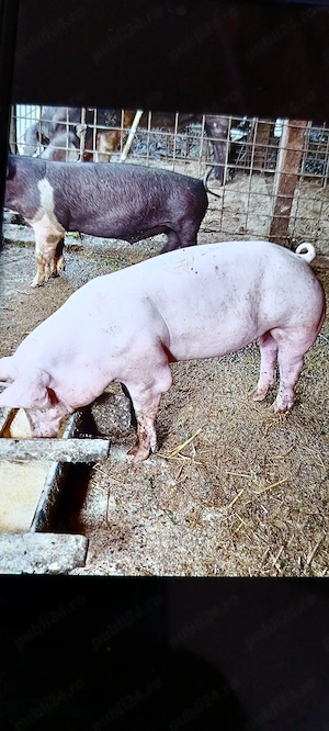 Scrofița Pietran Alb 