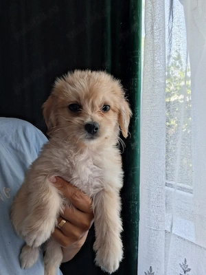 bichon havanez
