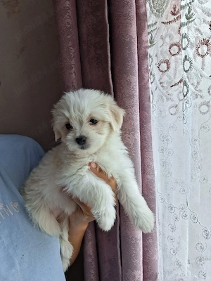 bichon frize fetită