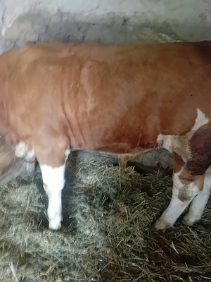 Vând taur are in jur de 550 kg de 1 an și jumătate  - imagine 5