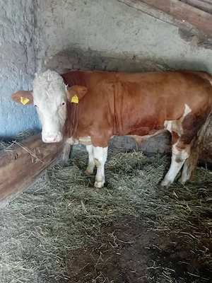 Vând taur are in jur de 550 kg de 1 an și jumătate 