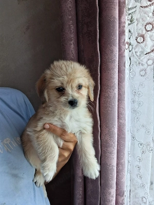 bichon havanez fetita