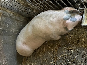 Vând porc pentru sacrificat 