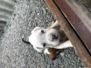 Pui boxer mascul de vanzare