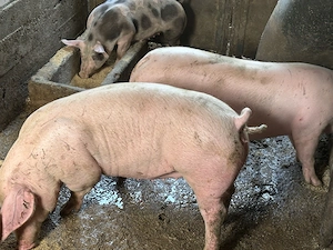 porci de vanzare  - imagine 2