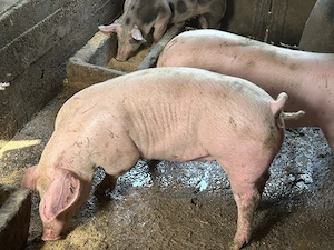 porci de vanzare 