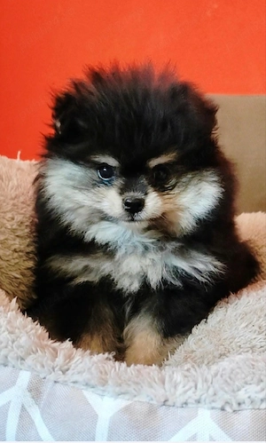 Pomeranian Arad 