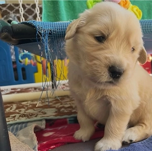 golden retriever 