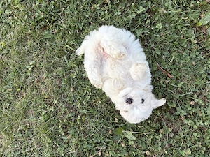 Pui Bichon