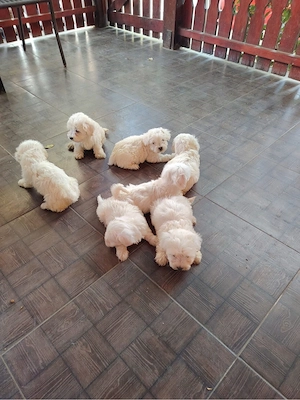 bichon maltez