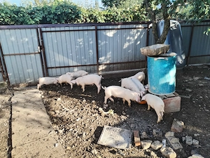 Godaci landrace
