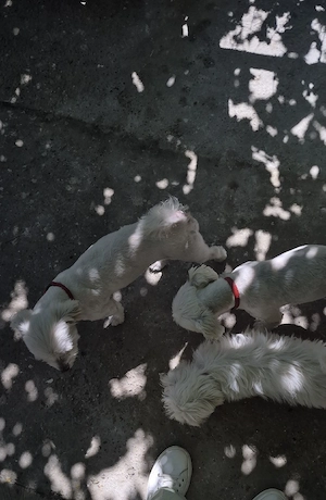 Vând Bichon maltez.