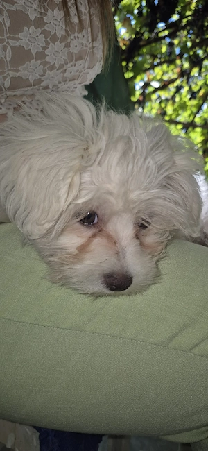Vând Bichon maltez. - imagine 4