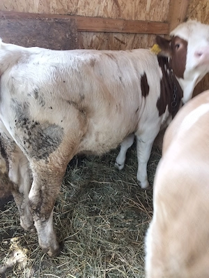 Vând două vitele de opt luni, greutate aprox 280-300kg foarte frumoase  - imagine 4