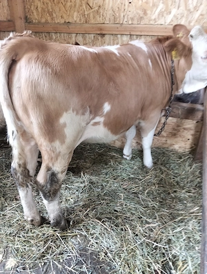 Vând două vitele de opt luni, greutate aprox 280-300kg foarte frumoase  - imagine 2
