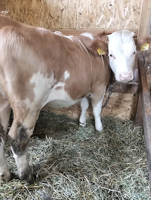 Vând două vitele de opt luni, greutate aprox 280-300kg foarte frumoase  - imagine 5