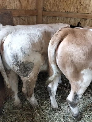 Vând două vitele de opt luni, greutate aprox 280-300kg foarte frumoase 