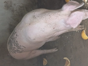 Vand porc  landras 
