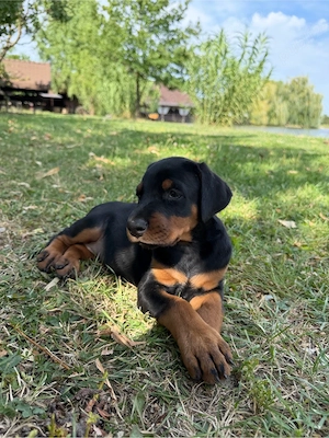 Vand catei doberman  - imagine 2