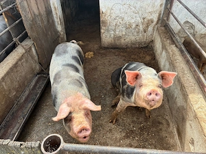 Porci de vanzare! - imagine 2