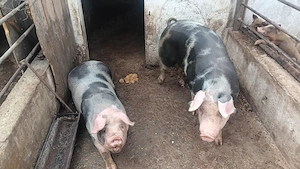 Porci de vanzare! - imagine 3