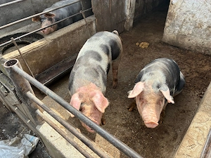 Porci de vanzare!