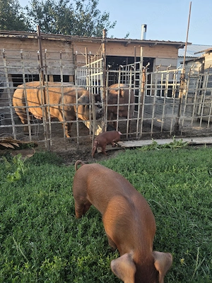Duroc de vânzare 