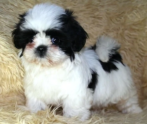 baietel shihtzu bot turtit 