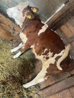 vand vițele 