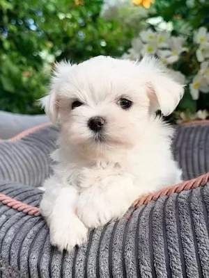 Bichoni maltese mini toy superbi !  - imagine 3
