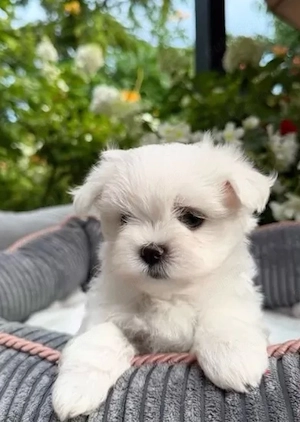Bichoni maltese mini toy superbi ! 