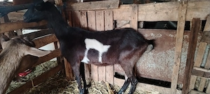 Capra bună de lapte 