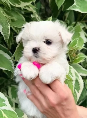 Bichoni maltese mini toy superbi !  - imagine 4