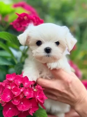 Bichoni maltese mini toy superbi ! 