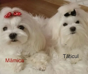 Bichoni maltese mini toy superbi !  - imagine 5