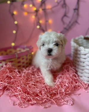 Puiut de bichon maltez mini toy adorabil !  - imagine 2