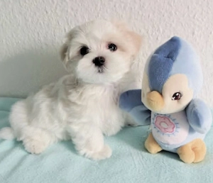 Puiuti adorabili de bichon maltese mini toy ! - imagine 5